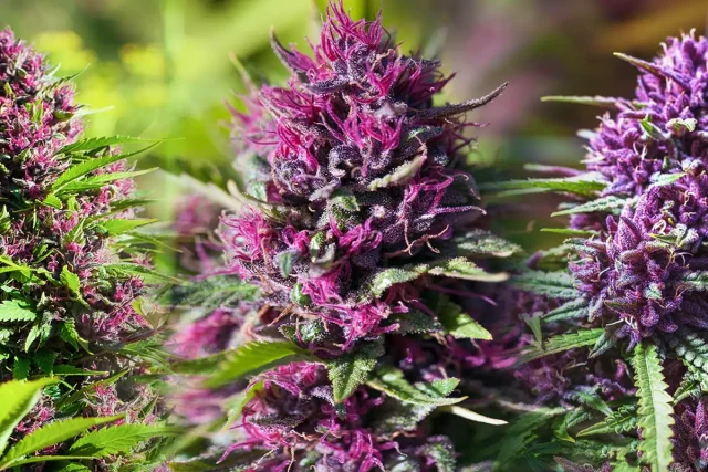 Blog de CBD: Aprende a Preparar tu Propio Bálsamo de CBD para el Dolor